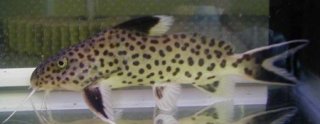 Synodontis tanganyicae