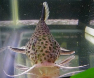 Synodontis tanganyicae