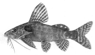 Synodontis tourei