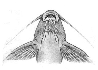 Synodontis tourei