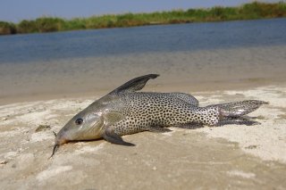 Synodontis vanderwaali