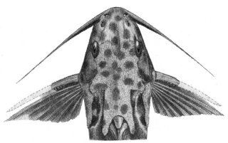 Synodontis velifer