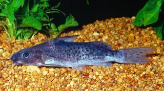 Synodontis victoriae