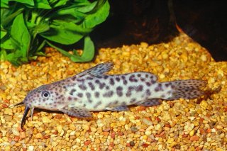 Synodontis waterloti