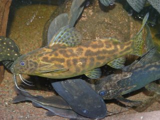 Synodontis waterloti