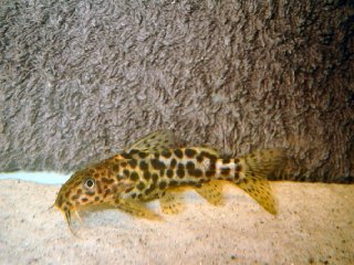 Synodontis waterloti