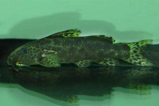 Synodontis waterloti