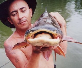 Pangasianodon gigas