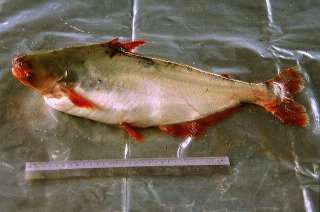 Pangasius macronema