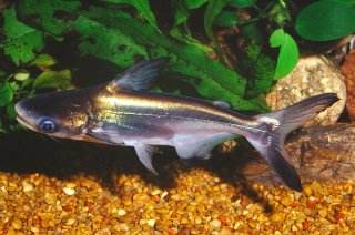 Common member of the genus Pangasius