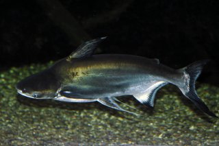 Pangasius sanitwongsei