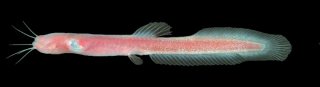 Common member of the family Phreatobiidae