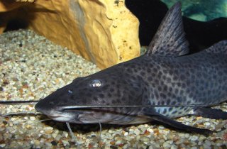 Aguarunichthys torosus