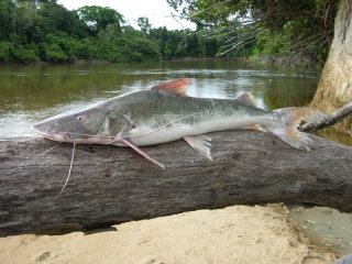 Brachyplatystoma filamentosum