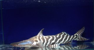 Tigrinus online catfish care