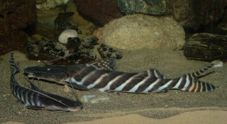 Brachyplatystoma tigrinum