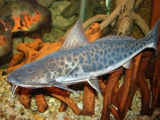 Calophysus macropterus