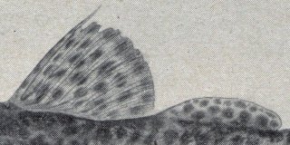 Leiarius perruno