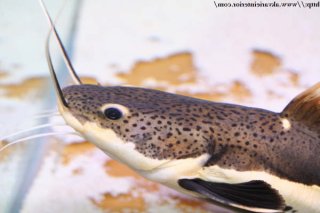 Redtail Catfish (Phractocephalus hemioliopterus) - Aqua Imports