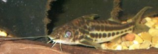 Pimelodus albofasciatus