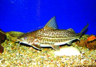 Catfish - Four Line Pictus