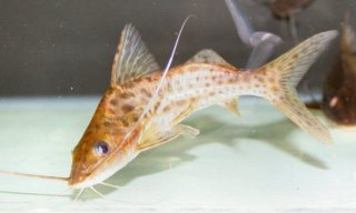 Pimelodus maculatus