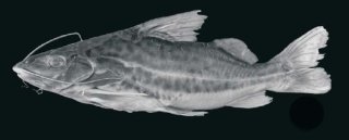 Pimelodus pantaneiro