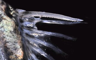 Pimelodus pictus