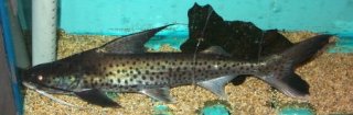 Platynematichthys notatus