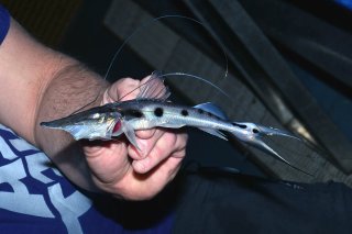 Platystomatichthys sturio