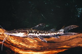 Pseudoplatystoma fasciatum