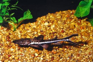Common member of the genus Sorubimichthys