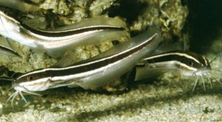 Plotosus lineatus