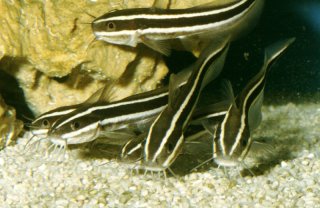 Plotosus lineatus