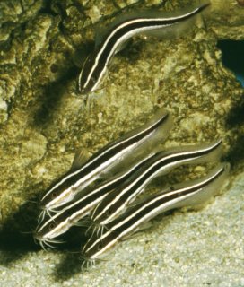 Plotosus lineatus