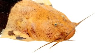 Rhyacoglanis pulcher