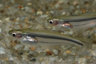 Pareutropius mandevillei