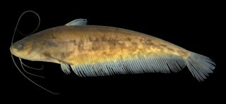 Ompok supernus