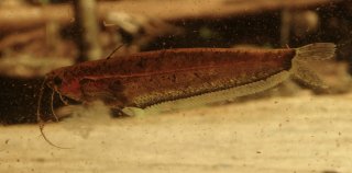 Ompok weberi