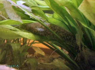 Silurus glanis