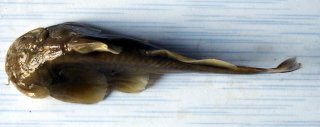 Creteuchiloglanis gongshanensis