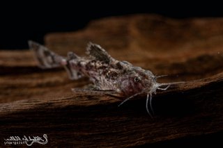 Erethistes jerdoni