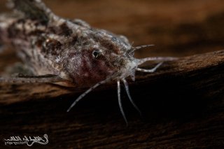 Erethistes jerdoni