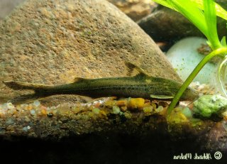 Glyptothorax telchitta