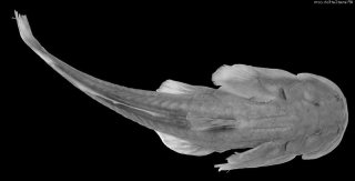 Oreoglanis tenuicauda