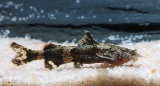 Pseudolaguvia kapuri