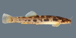 Common member of the genus Scleronema