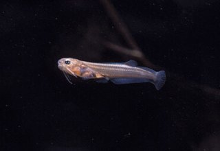 Trichogenes longipinnis