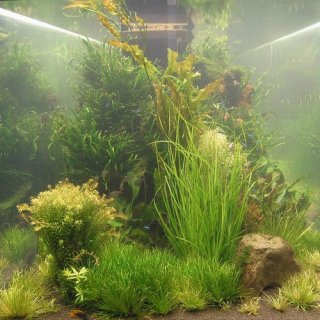 A stunning planted tank