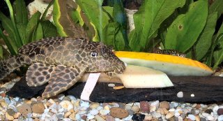 Feeding Melon